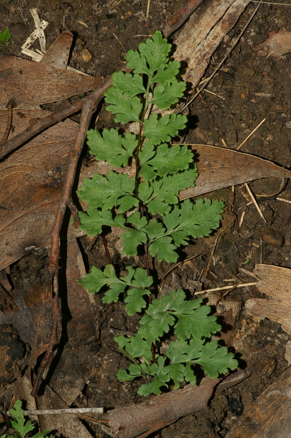 Cheilanthes sieberi